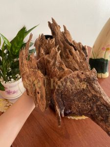 Hình ảnh khối trầm hương ở Kỳ Gia