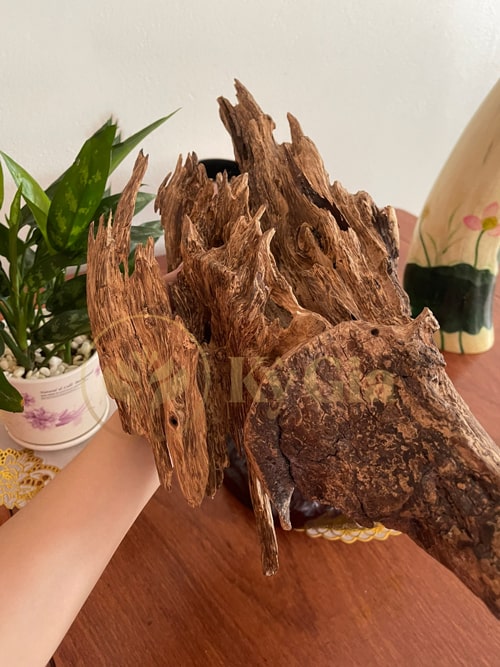 Hình ảnh khối trầm hương ở Kỳ Gia